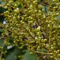 Sapindus emarginatus Vahl